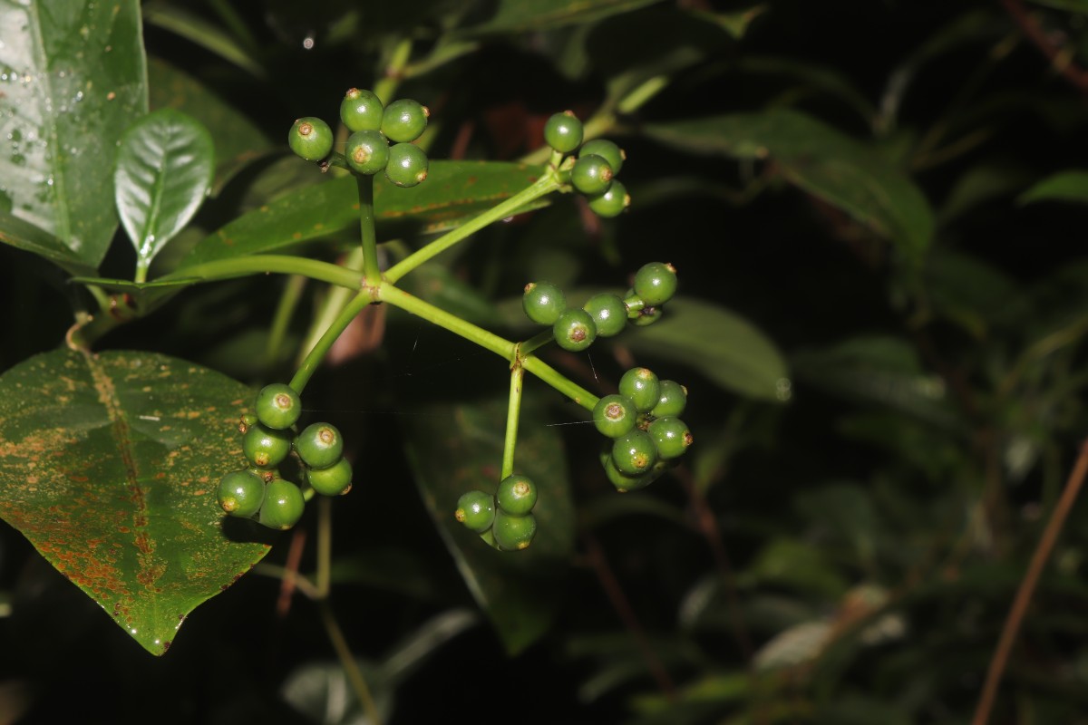 Psychotria nigra var. nigra